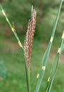 Spikelets of Grass Zebrinus