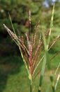 Spikelets of Grass Zebrinus