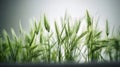 Spikelets of green grass close-up on a white background