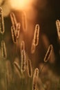 Spikelets on a meadow with cobwebs in the sunshine. Gentle evening in the meadow.