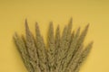 Spikelets of meadow grass, in the center of the yellow background