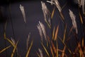 Spikelets of Miscanthus sinensis. Solar illumination, contour light. Dry autumn grasses with spikelets of beige color close-up.