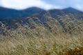 Spikelets in the mountains