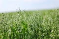 Spikelets of oats Royalty Free Stock Photo