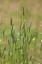 Spikelets of oats