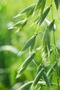 Spikelets of oats close up