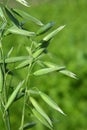 Spikelets of oats close up