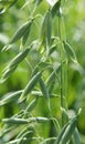 Spikelets of oats close up