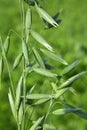 Spikelets of oats close up