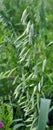 Spikelets of oats close up