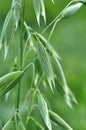 Spikelets of oats close up