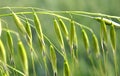 Spikelets of oats close up Royalty Free Stock Photo