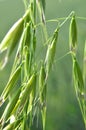 Spikelets of oats close up Royalty Free Stock Photo