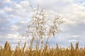 Spikelets oats on field wheat in period harvest on background cloudy sky