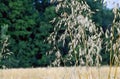 Spikelets oats on field wheat in period harvest on dark green tree background