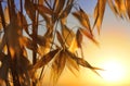 Spikelets of oats at sunset