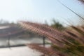 Spikelets of the plant Cenchrus ciliaris a deep in the changes of the sun. Macro image.