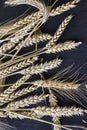 Spikelets of ripe wheat on a black background Royalty Free Stock Photo