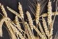 Spikelets of ripe wheat on a black background Royalty Free Stock Photo