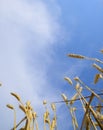 Spikelets of wheat against the blue sky. Mature wheat. Royalty Free Stock Photo