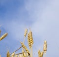 Spikelets of wheat against the blue sky. Mature wheat. Royalty Free Stock Photo