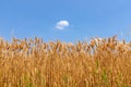 Spikelets of wheat against a summer blue sky with a lone cloud Selective Focus