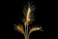 Spikelets of wheat on black background Royalty Free Stock Photo