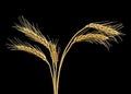 Spikelets of wheat on black background. Ears of golden wheat Royalty Free Stock Photo