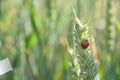 Photo background ladybug on a spikelet of wheat Royalty Free Stock Photo