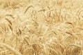 Spikelets of wheat close-up on a background of a golden wheat field