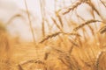 Spikelets of wheat close-up on a background of a golden wheat field.