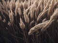 Spikelets of wheat close-up.