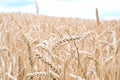 Spikelets of wheat on the field