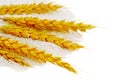Spikelets of wheat on flour spillage.Isolated. Royalty Free Stock Photo