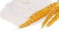 Spikelets of wheat on flour spillage.Isolated.