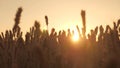 Spikelets of wheat with grain shakes wind against background of the sky and sun. field of ripening wheat in rays of Royalty Free Stock Photo