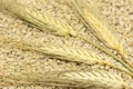 spikelets wheat; grains; cereals; grains; seeds; harvest