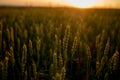 Spikelets of wheat growing on field at sunset. Young spikelets with green leaves ripening farmland summer evening. Soft sunlight Royalty Free Stock Photo