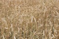 Spikelets of the wheat