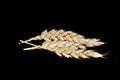 spikelets of wheat isolated on black background Royalty Free Stock Photo