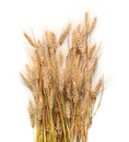 Spikelets of wheat isolated on white background