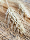 Spikelets of wheat on old wooden background