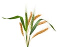 spikelets of wheat on a white background Royalty Free Stock Photo
