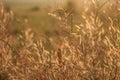 Spikelets in a wild fild at sunrise. Wildplants shine in morning sunlight Royalty Free Stock Photo