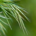 Spikelets young green grass