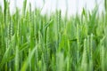 Spikelets of young green wheat. Harvest forecasting