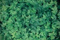 Spikemoss fern Selaginella spp. a ground cover tropical rainforest landscaping plant leaves pattern, abstract green nature