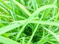 Spikenard or citronella leaf. It has a ribbon that grows steeper at the end and reeks of citrus when the leaves are trimmed. Royalty Free Stock Photo