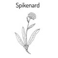 Spikenard Nardostachys jatamansi , or nard, nardin, muskroot, medicinal plant Royalty Free Stock Photo