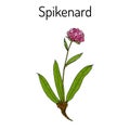 Spikenard Nardostachys jatamansi , or nard, nardin, muskroot, medicinal plant Royalty Free Stock Photo